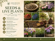 National Pickling Cucumber Seeds – Heirloom Vining Variety for Pickling and Canning, 35 Seeds