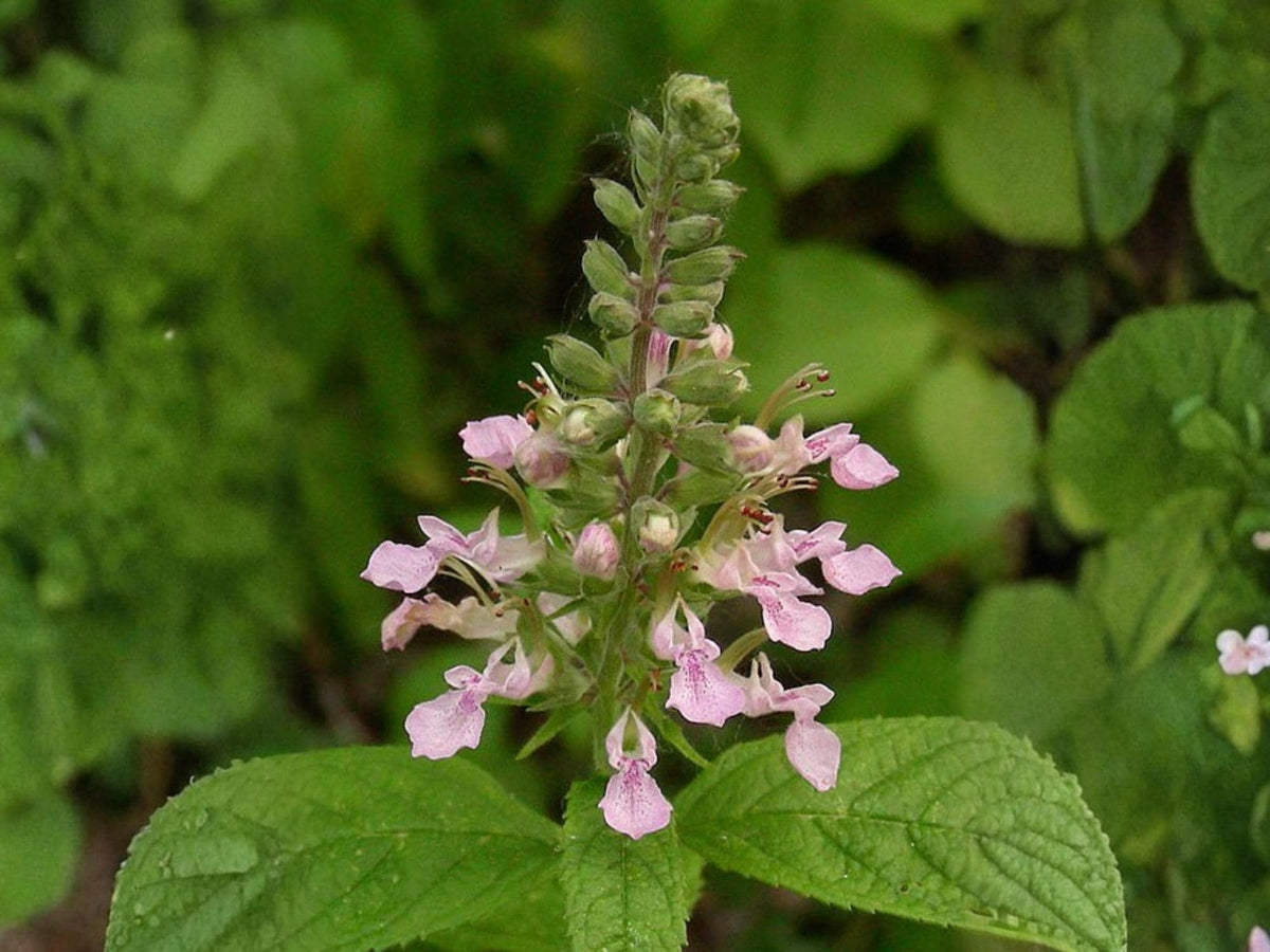 American Germander Seeds - Native Perennial Wildflower for Pollinator Gardens, Cottage & Rain Gardens, Teucrium canadense
