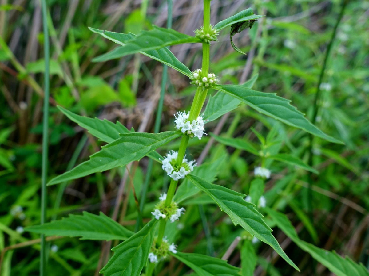 American Bugleweed Seeds - Lycopus americanus Native Wetland Wildflower for Rain Gardens & Pollinators, Perennial Plant