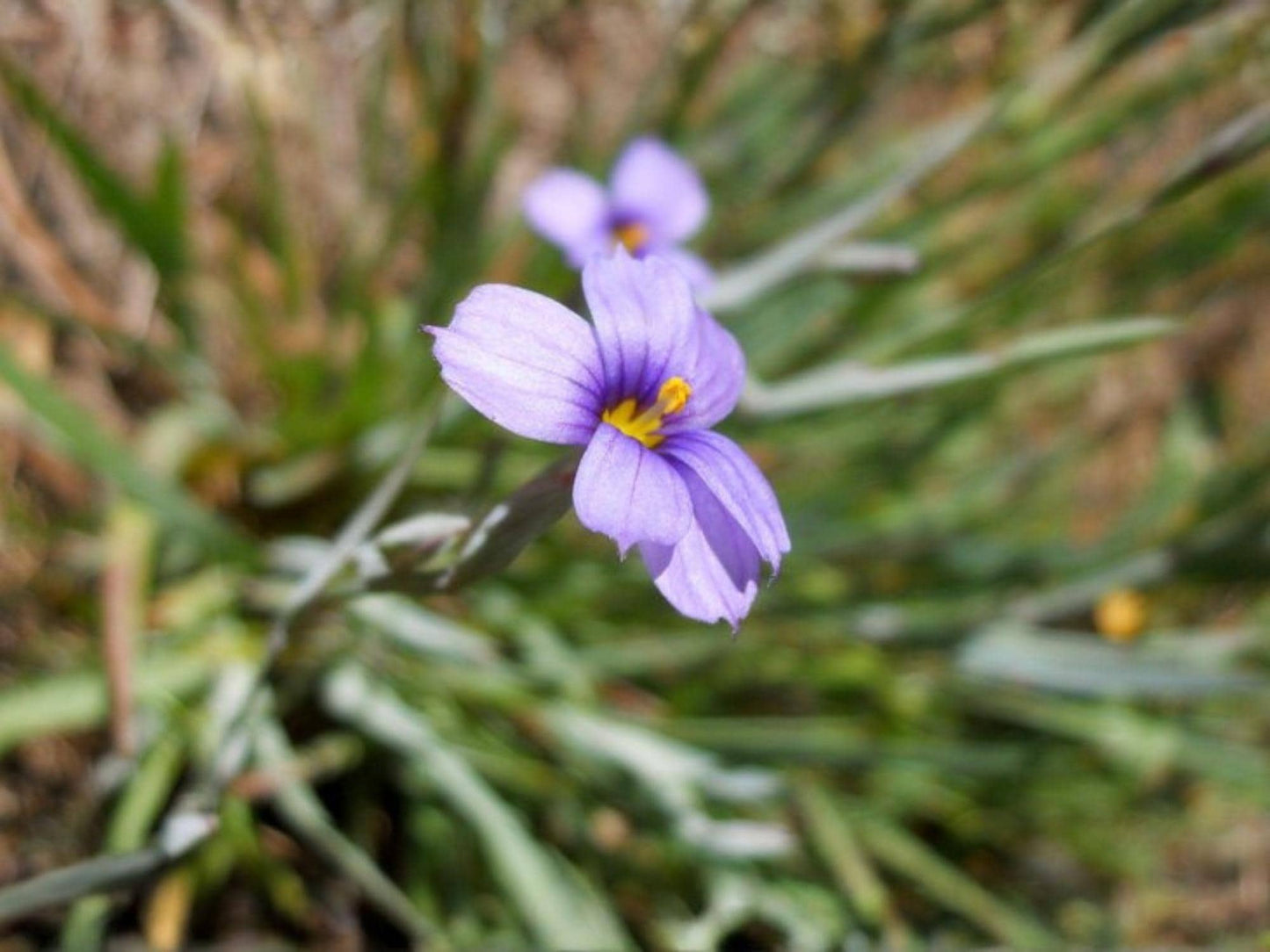 Western Blue Eyed Grass Seeds – Sisyrinchium bellum Ornamental Grass for Meadow Gardens, Borders & Naturalized Spaces