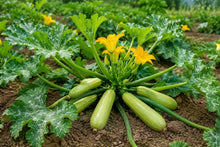 Zucchini Squash Seeds 30 Pack Heirloom Vegetable Cucurbita pepo for Home Garden, Bush Type, Easy to Grow