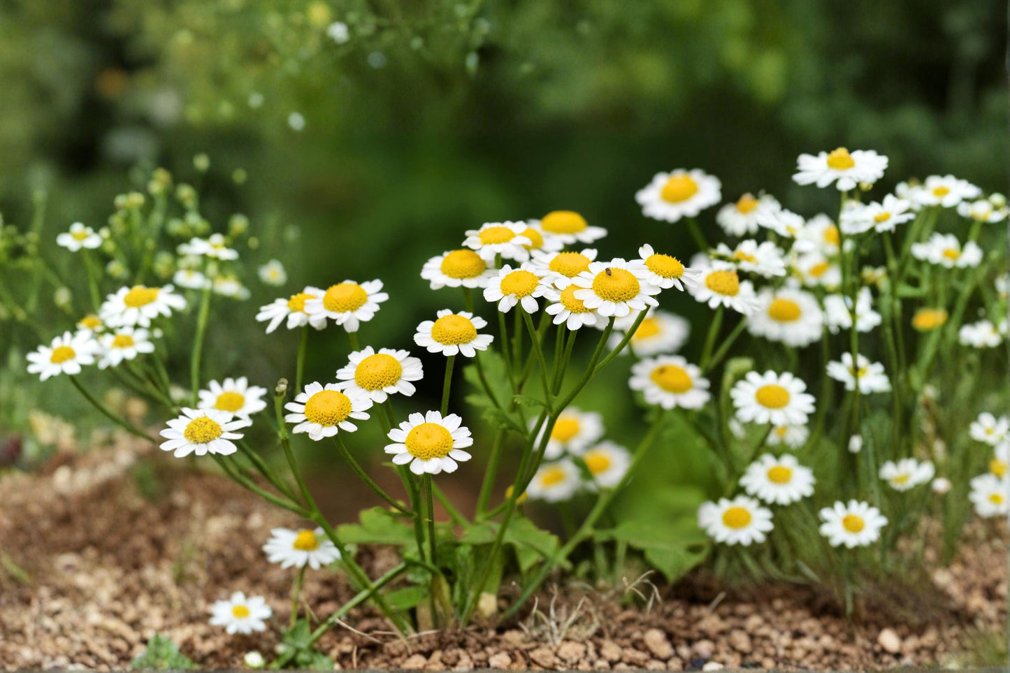 Feverfew Herb Seeds – 100 Pack – Tanacetum parthenium – White Daisy-Like Flowers – Pollinator-Friendly Ornamental Herb