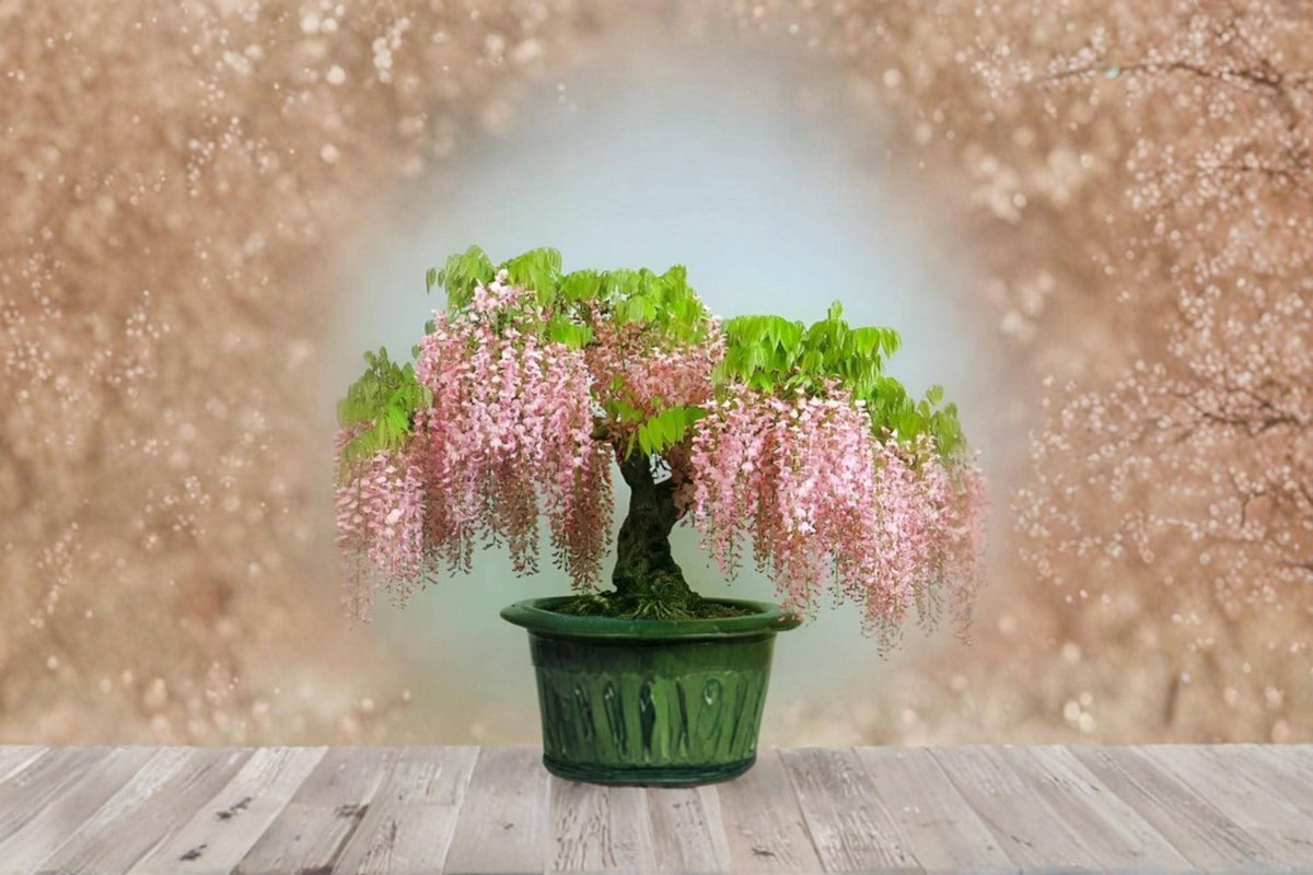 Pink Wisteria Bonsai Tree Seeds – Wisteria floribunda Flowering Vine for Bonsai & Garden