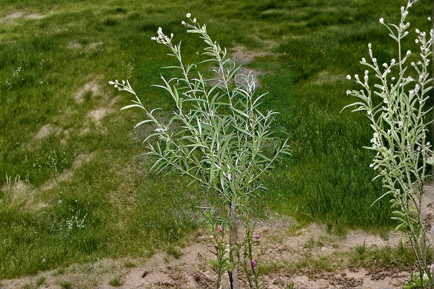 Jumbo Hybrid Willow Tree Cuttings 12 Pack | Austree Willow Live Cuttings for Privacy Screen & Erosion Control | Salix matsudana × alba