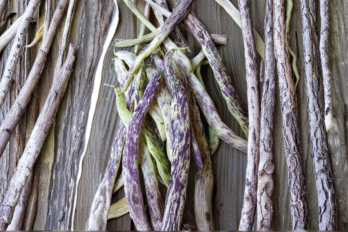 Dragon Tongue Bean Seeds – Heirloom Bush Vegetable Seeds for Planting, Phaseolus vulgaris, Cream Pods with Purple Streaks