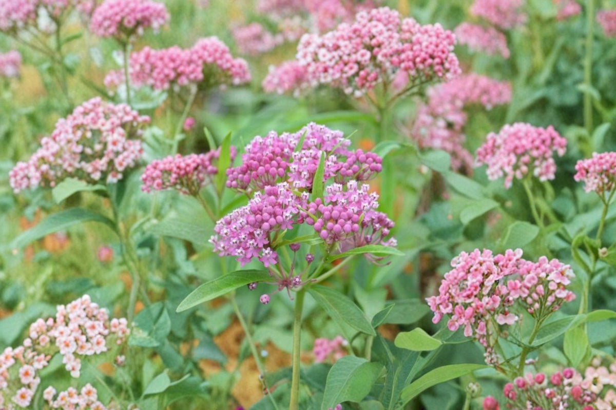 Rose Milkweed Seeds – Asclepias incarnata Flower Seeds for Pollinator Gardens, Perennial Pink Flowers, Native Plant