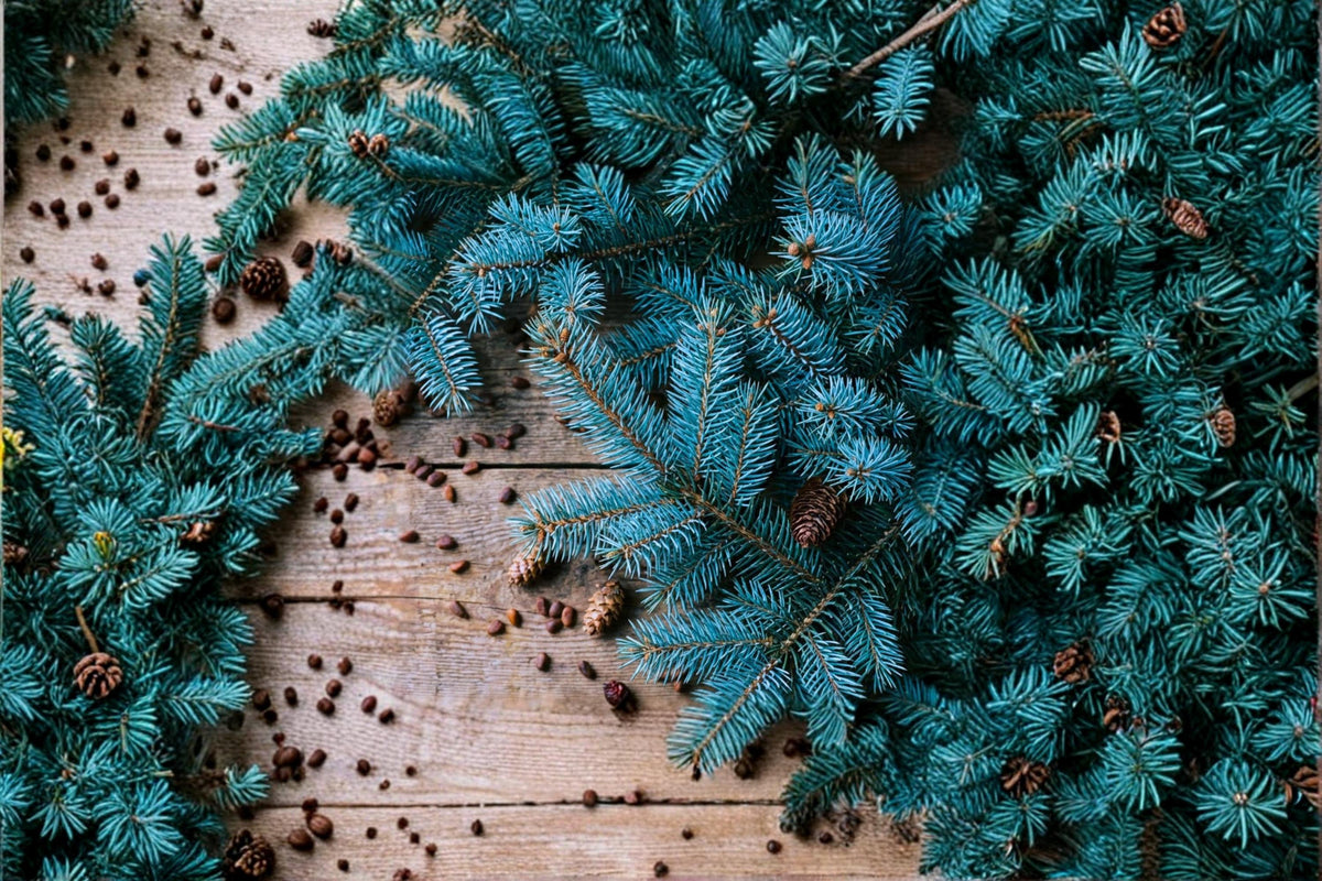 Blue Spruce Seeds – Picea pungens Conifer Tree for Ornamental Gardens and Bonsai Cultivation