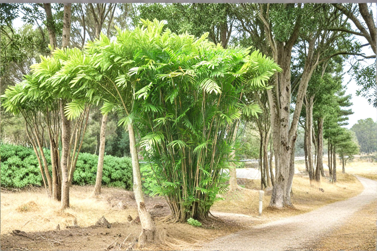 Bamboo Palm Seeds – Chamaedorea seifrizii Tropical Indoor & Outdoor Palm Plant, Green Foliage, Clumping Growth