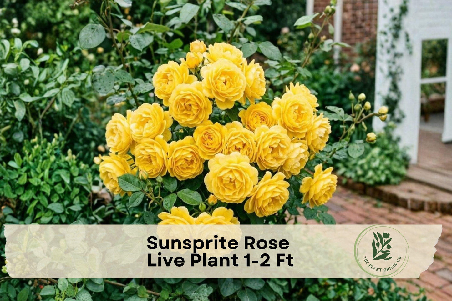 Sunsprite Rose Live Plant – Golden Yellow Floribunda Rose Bush for Garden, Borders, and Cut Flowers – Rosa 'Sunsprite'