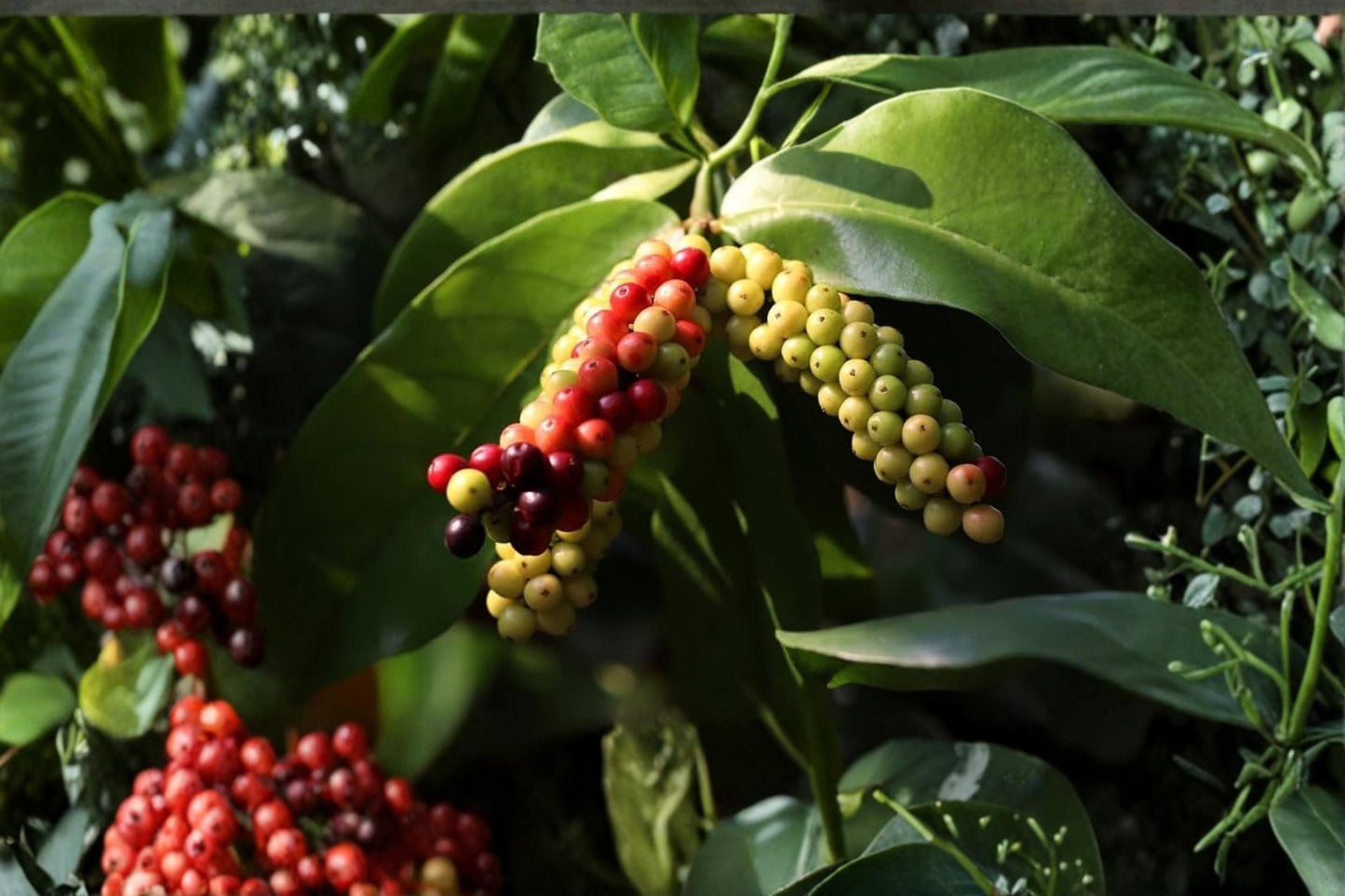 Bignay Seeds – Rare Tropical Fruit Tree – Antidesma bunius – Edible Berry Clusters, Evergreen, Exotic Plant for Gardens & Containers