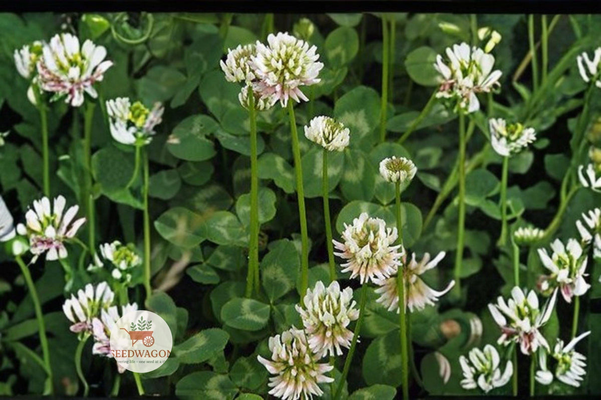 Berseem Clover Seeds - Cover Crop, Forage, Pollinator Support - Trifolium alexandrinum, Egyptian Clover, Soil Improvement