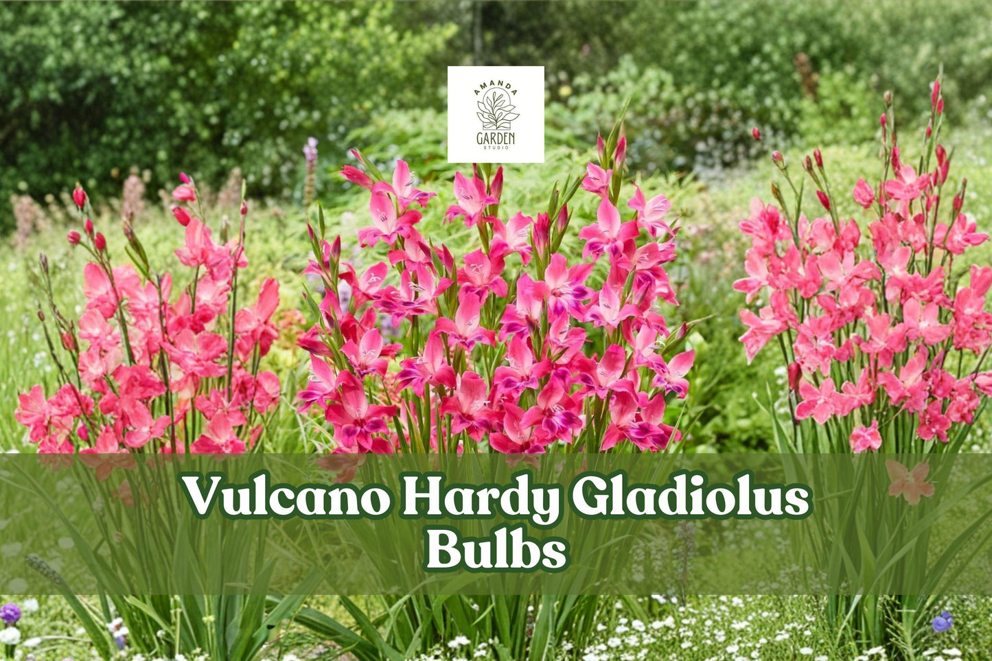 Vulcano Hardy Gladiolus Bulbs – Deep Pink Flowering Perennial Bulbs for Summer Borders & Cut Flowers