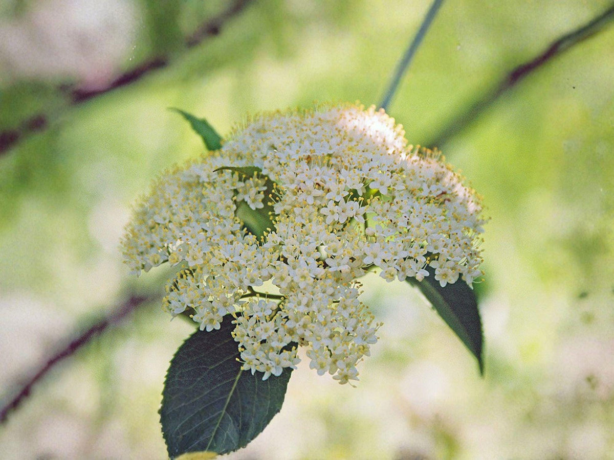 American Elderberry Seeds | Sambucus canadensis | Perennial Shrub for Hedges & Wildlife Gardens | 50 Seeds