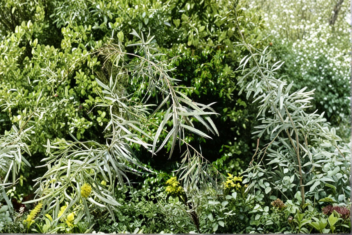 Coyote Willow Cuttings – Salix exigua Native Shrub for Erosion Control, Privacy Screen & Windbreak