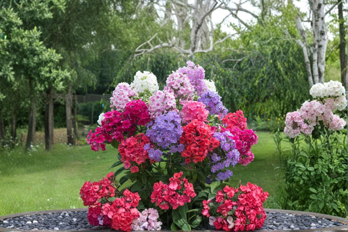 Tall Garden Phlox Root – Phlox paniculata Perennial Flower for Borders & Pollinator Gardens