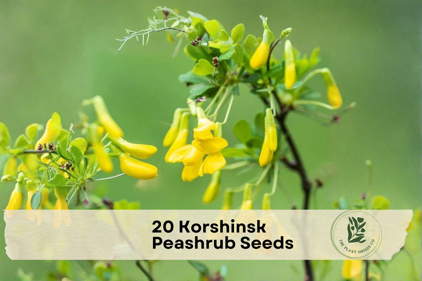 20 Korshinsk Peashrub Seeds | Ornamental Shrub with Yellow Spring Flowers | Caragana korshinskii for Landscaping & Hedges