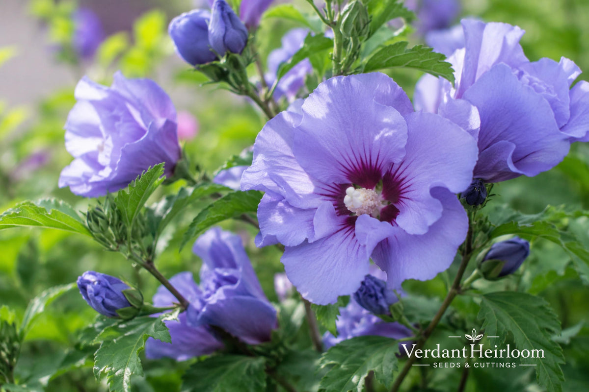 Marina Blue Satin Rose of Sharon Bare Root Shrub – Hibiscus syriacus 'Marina' – Blue Flowers, Deciduous, Full Sun Plant