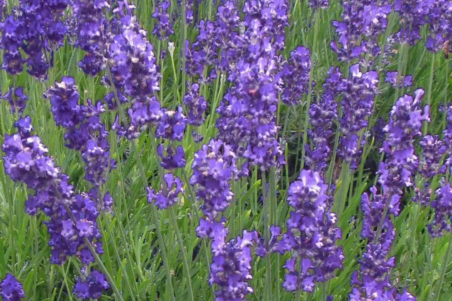 True English Lavender Vera Seeds – 175 Lavandula angustifolia Perennial Herb for Gardens, Borders, and Landscapes