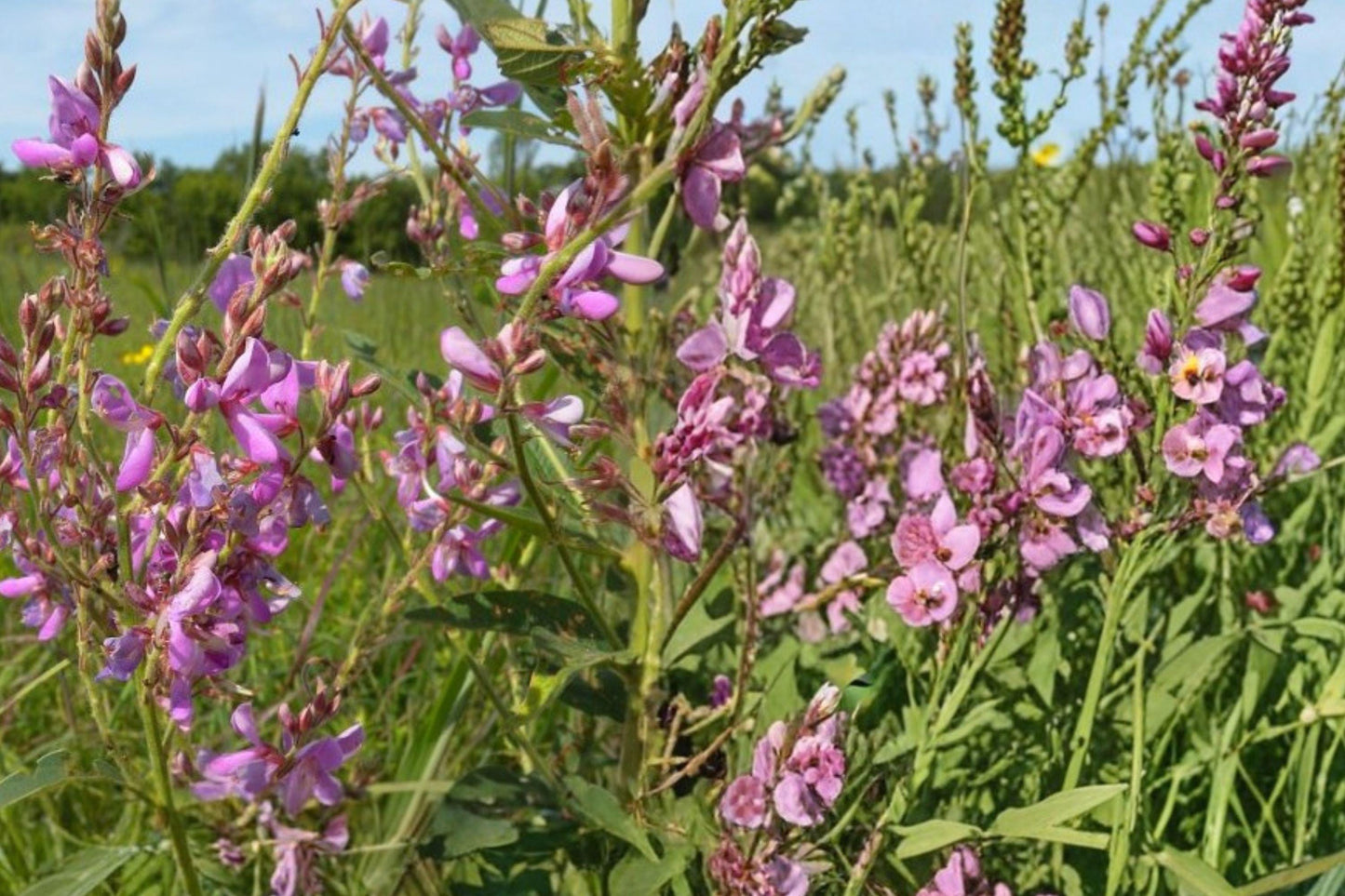 Showy Tick Trefoil Seeds – Pink Perennial Wildflower, Desmodium canadense, 100 Seeds for Prairie Gardens and Natural Landscapes