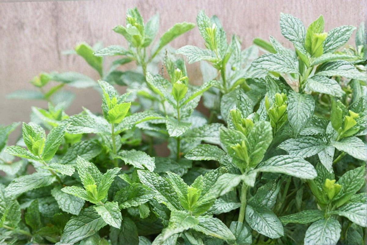 Spearmint Seeds 215 Mentha spicata Perennial Herb for Tea, Culinary & Potpourri, Fragrant Mint Herb for Garden