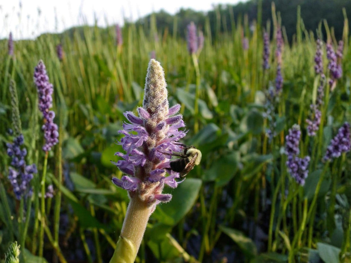 Pickerel Weed Seeds – Pontederia cordata Wetland Wildflower for Rain Gardens, Pond Edges & Moisture-Loving Gardens