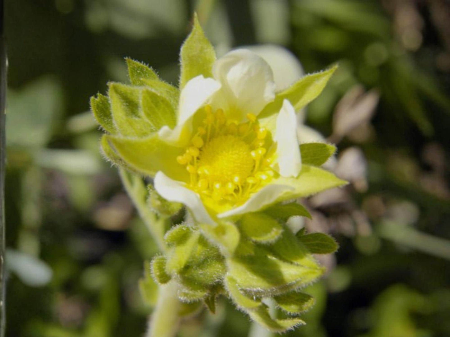 Prairie Cinquefoil Seeds – Potentilla arguta Wildflower Seeds for Pollinator Gardens, Cottage Garden, Natural Landscape Planting