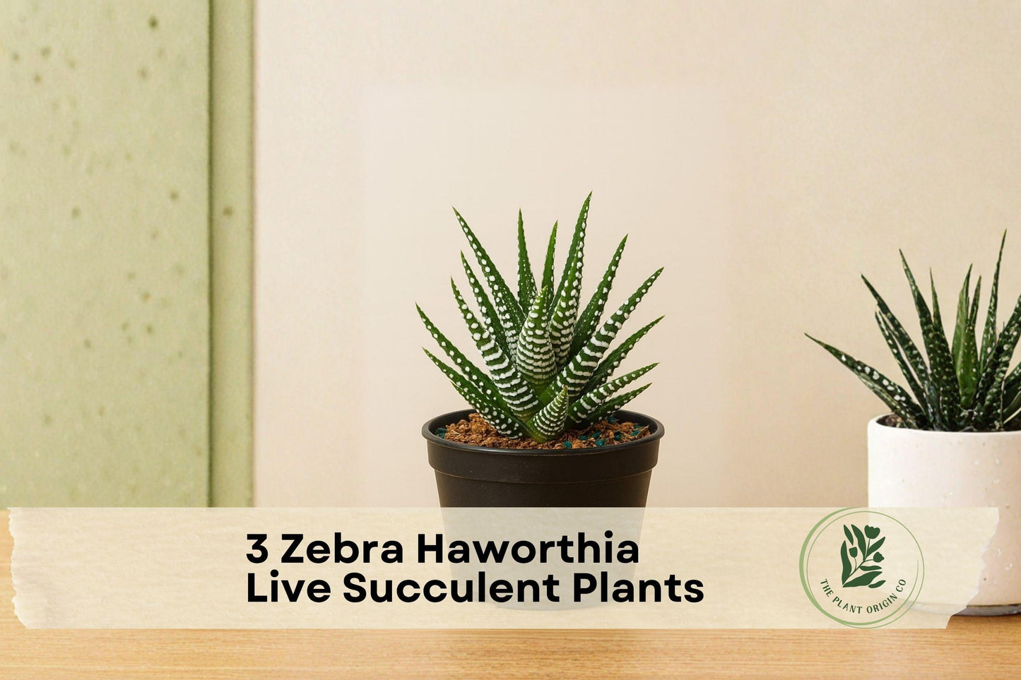 3 Zebra Haworthia Succulent Plants – Live Indoor/Outdoor Green and White Foliage, Easy Care, Compact, Drought Tolerant, Haworthiopsis fasciata