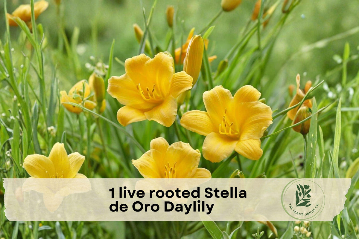 Live Rooted Stella de Oro Daylily - Perennial Flowering Plant with Golden Yellow Blooms, Reblooming, Easy Care, for Borders & Containers