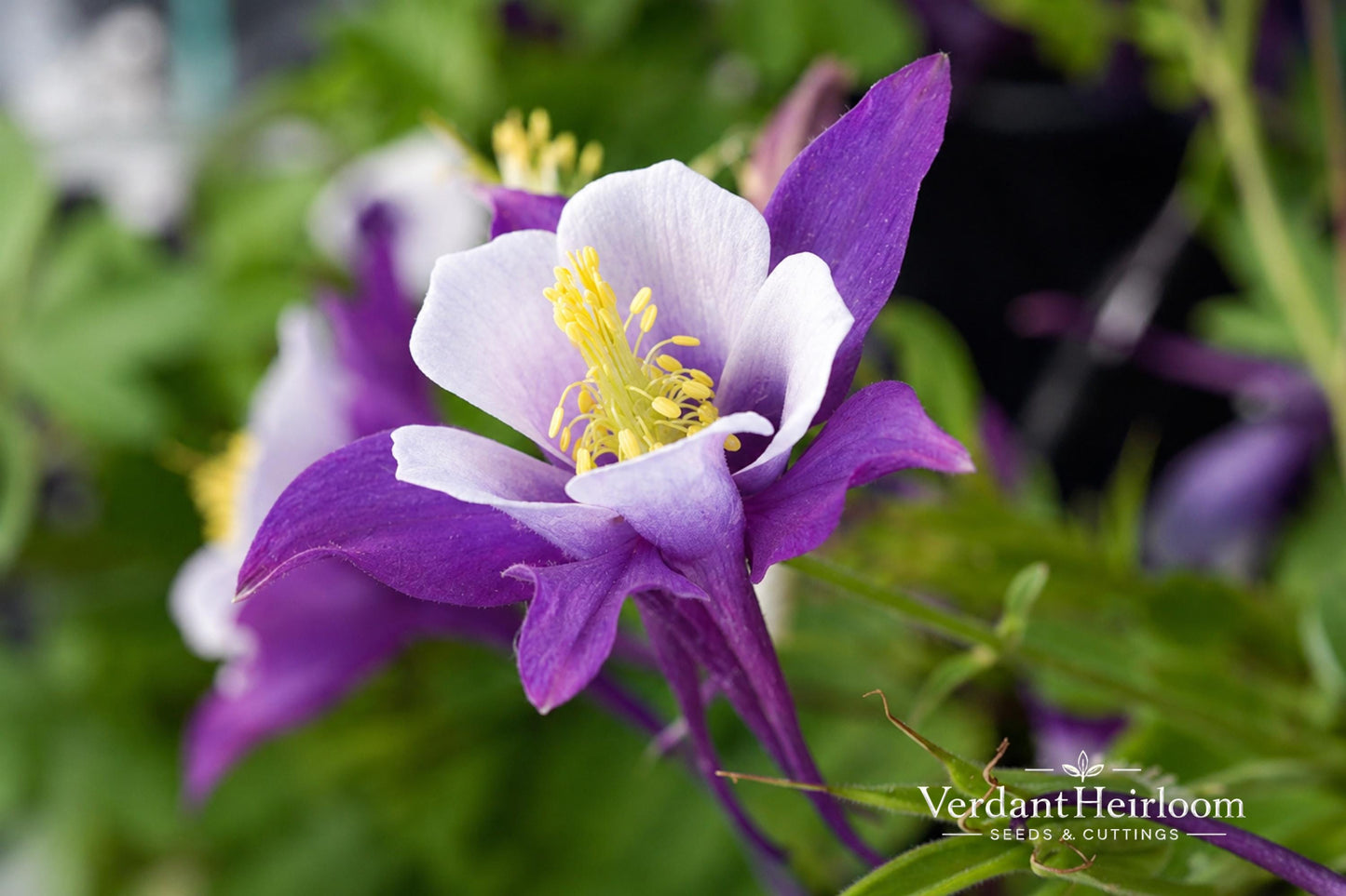 Early Bird Purple White Columbine Bare Root Plant – Aquilegia, Perennial Flowering Plant, Shade Garden, Pollinator-Friendly