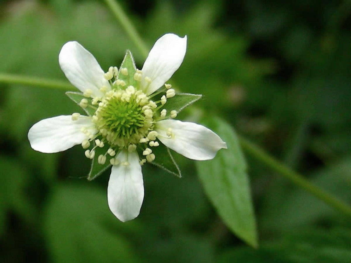 White Avens Seeds – Geum canadense Wildflower Seeds for Pollinator Gardens, Cottage, Meadow & Natural Landscapes