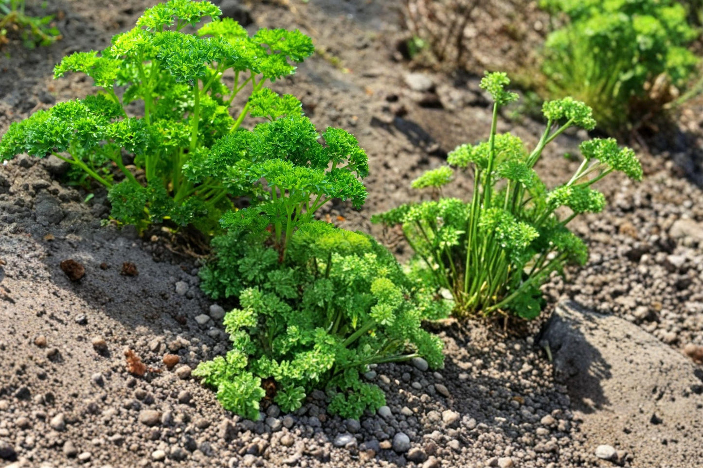 Curled Parsley Seeds 105 Pack – Petroselinum crispum Culinary Herb for Garden, Container, and Kitchen Use