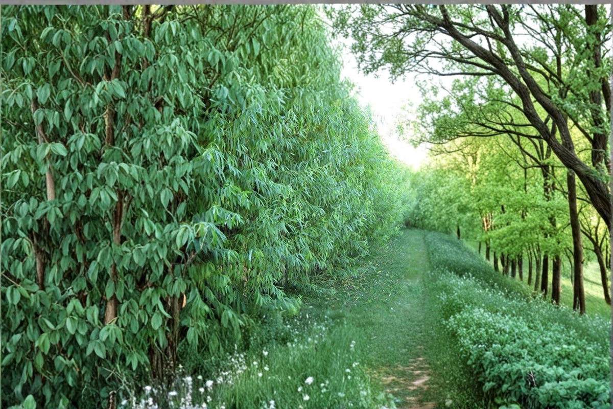 Aussie Willow Live Plant | Hybrid Willow Tree for Privacy, Shade & Windbreak | Salix Hybrid