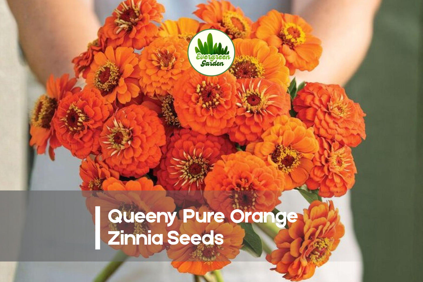Queeny Pure Orange Zinnia Seeds – 100+ Fully Double Orange Flowers, Annual, Zinnia elegans, Bright Garden Bed & Cut-Flower Plant