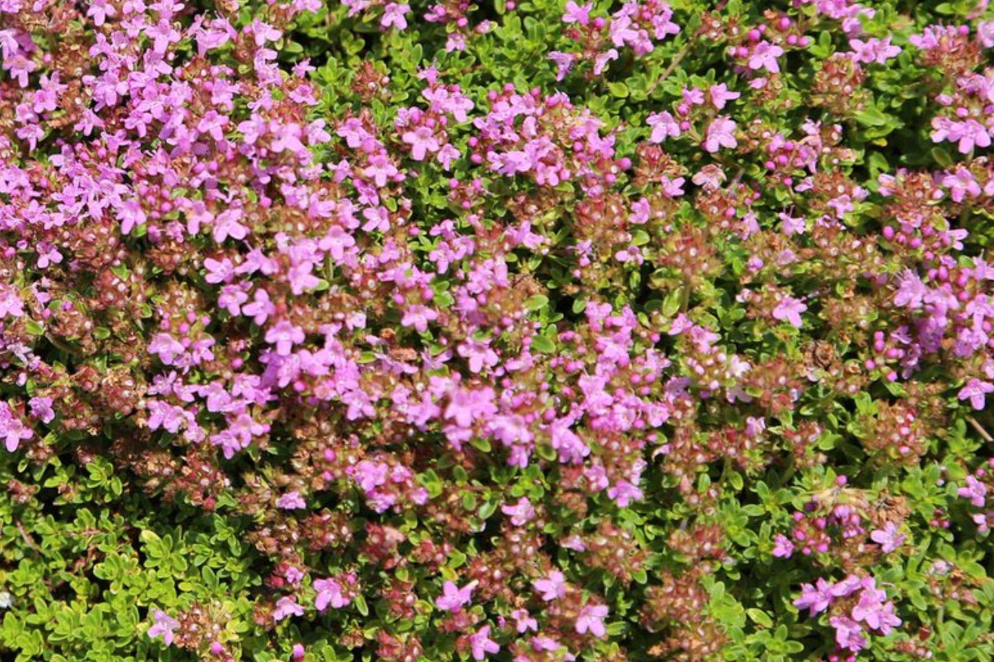 Creeping Thyme Seeds 880 Pack – Thymus serpyllum Ground Cover for Pathways, Rock Gardens, Herb Gardens