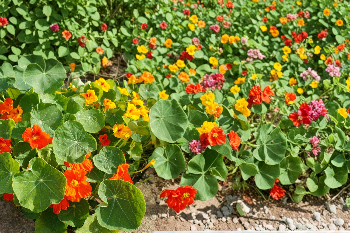 Tom Thumb Nasturtium Seeds – Dwarf Edible Flower Mix, Tropaeolum majus, Bright Colorful Blooms, Garden, Container, Border Plant