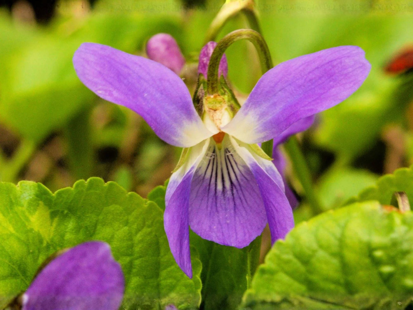 Prairie Violet Seeds | Viola pedatifida Native Wildflower | Pollinator & Butterfly Garden Flower | Cottage & Prairie Landscape