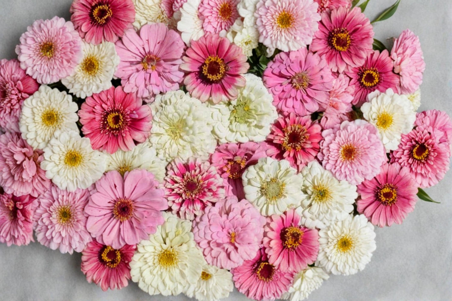 Strawberry Parfait Zinnia Seeds – Pink & Cream Blooms, Annual Flower, Zinnia elegans, 100 Seeds