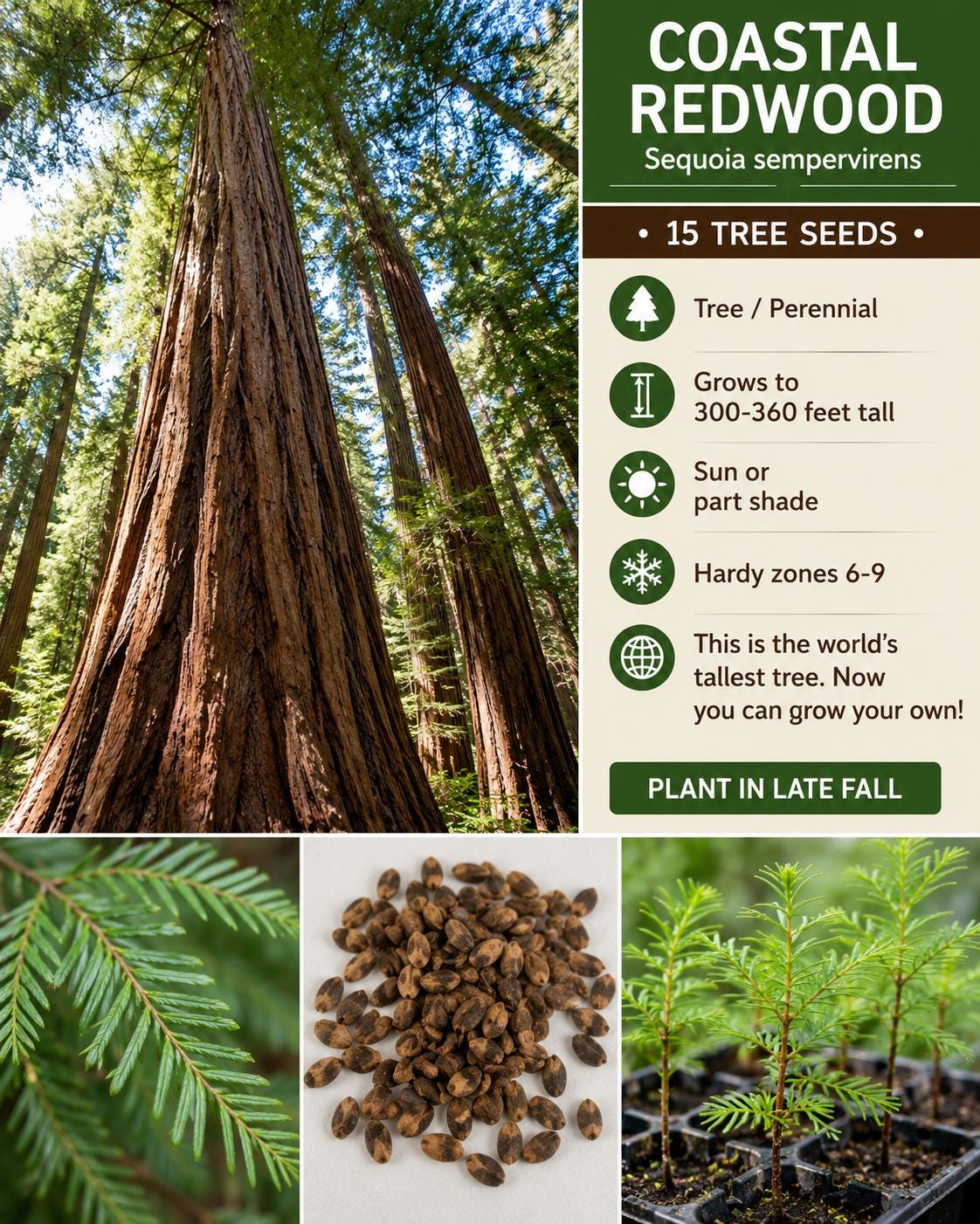 Coastal Redwood Tree Seeds 15 Pack – Sequoia sempervirens Evergreen Ornamental Tree for Landscaping