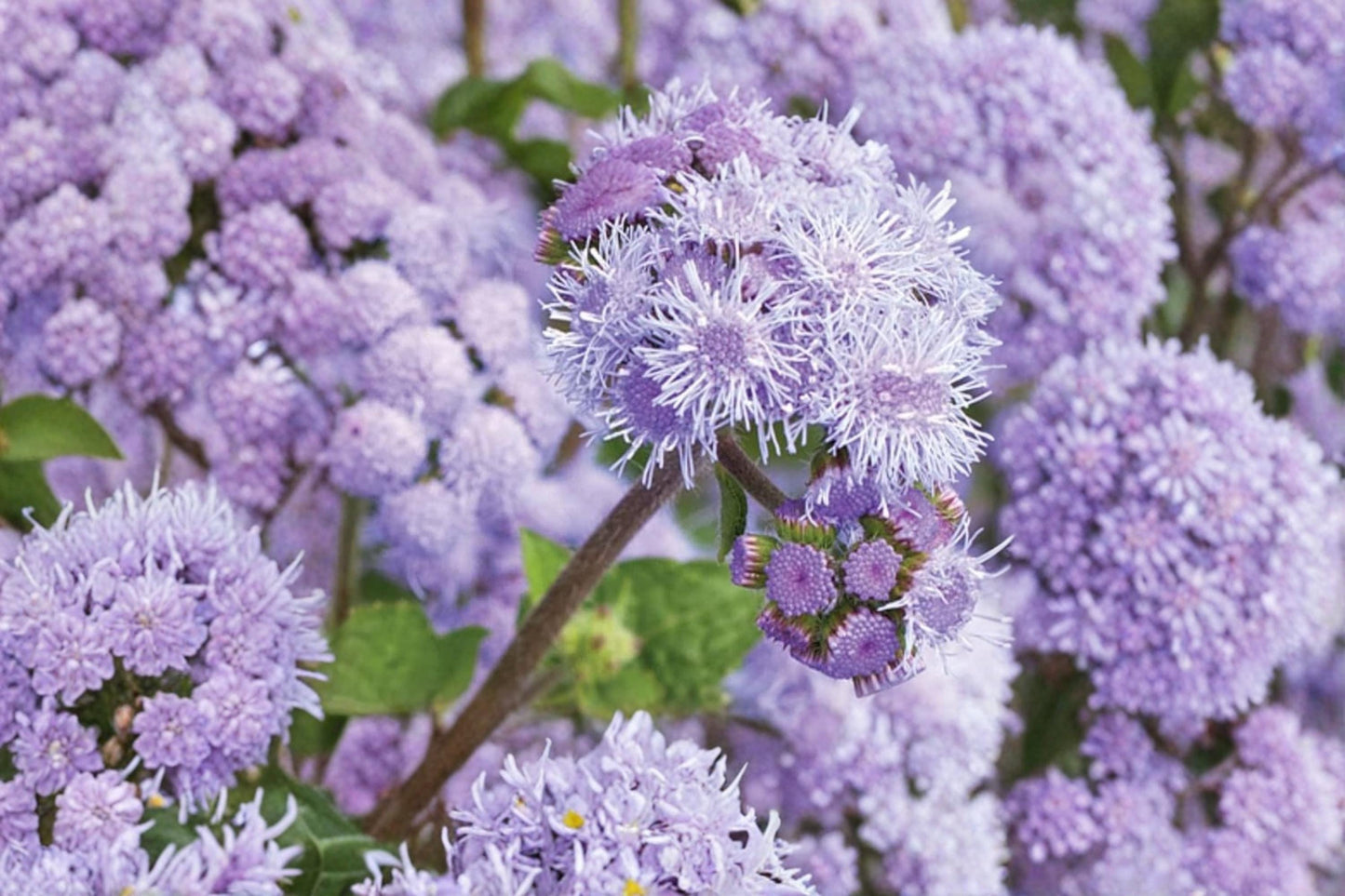 Blue Planet Ageratum Seeds – 1,000 Blue Ageratum houstonianum Flower Seeds for Borders, Containers & Garden Beds