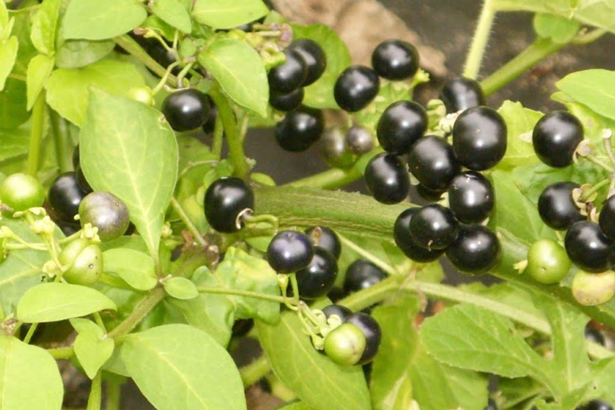 Garden Huckleberry Seeds – Edible Berry Plant, Solanum guineense, Compact Bush with Blue to Black Berries, 45 Seeds