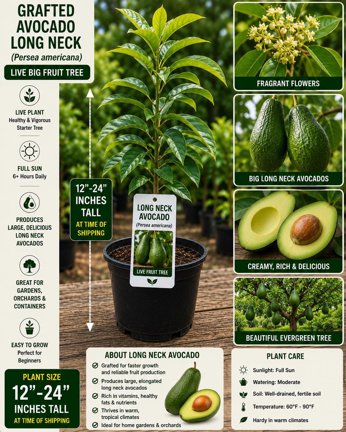 Grafted Long Neck Avocado Tree – Live Fruit Tree, Persea americana, 12–24 Inches Tall, Tropical Edible Landscape Plant