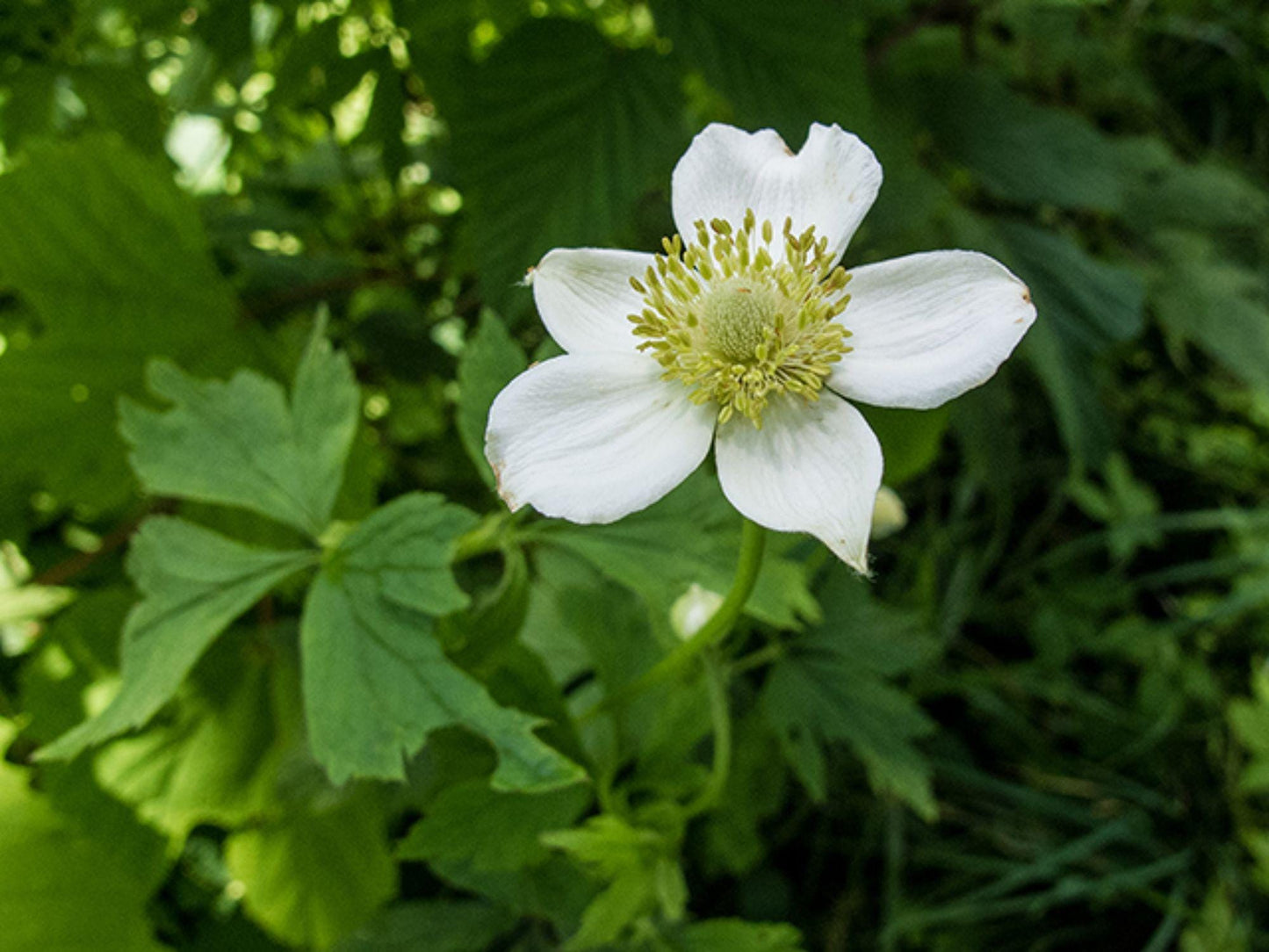 Tall Thimbleweed Seeds – Anemone virginiana Wildflower Seeds for Pollinator Gardens and Cottage Landscaping