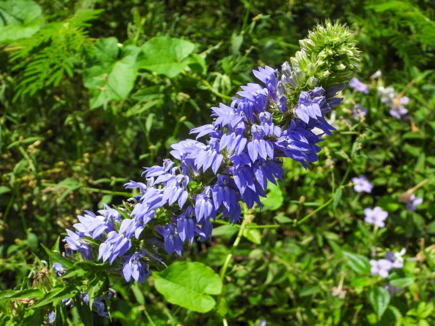 100 Great Blue Lobelia Seeds – Lobelia siphilitica Wetland Wildflower Seeds for Rain Gardens, Moist Soil, Native Planting