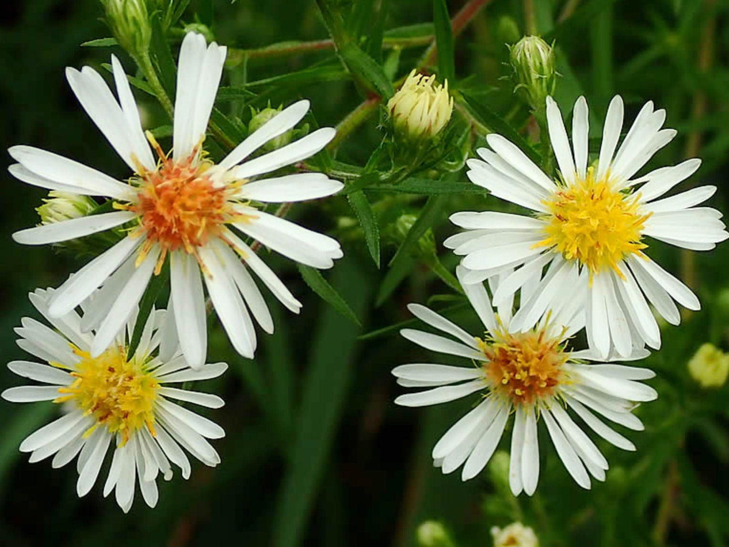 100 Panicled Aster Seeds – Symphyotrichum lanceolatum Wildflower Seeds for Pollinator Gardens, Cottage, Meadow & Natural Landscapes