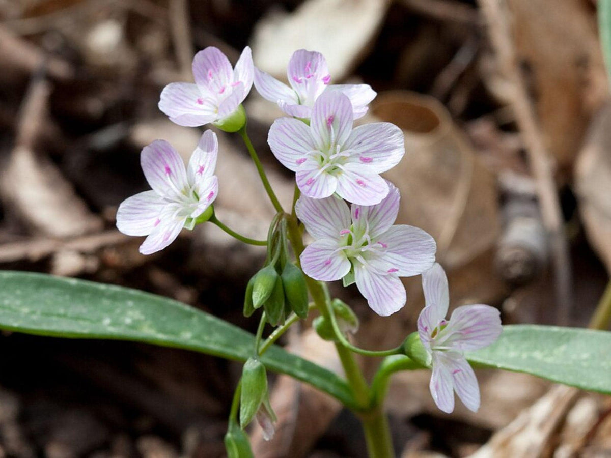 Spring Beauty Seeds - Claytonia virginica Wildflower for Shade Gardens & Cottage Gardens, 20 Seeds