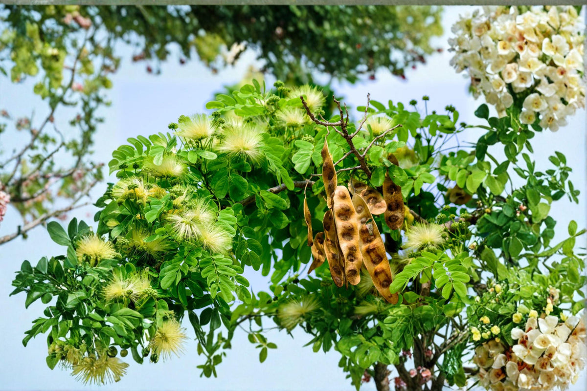 Mother-in-Law's Tongue Tree Seeds – Albizia lebbeck Ornamental Shade Tree with Fern-Like Foliage, Tropical Landscape Planting
