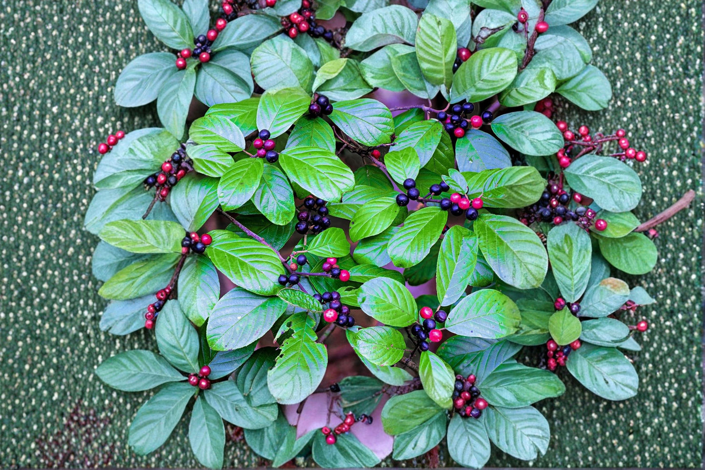 Carolina Buckthorn Seeds – Rhamnus caroliniana Native Shrub or Small Tree for Woodland Gardens and Landscaping