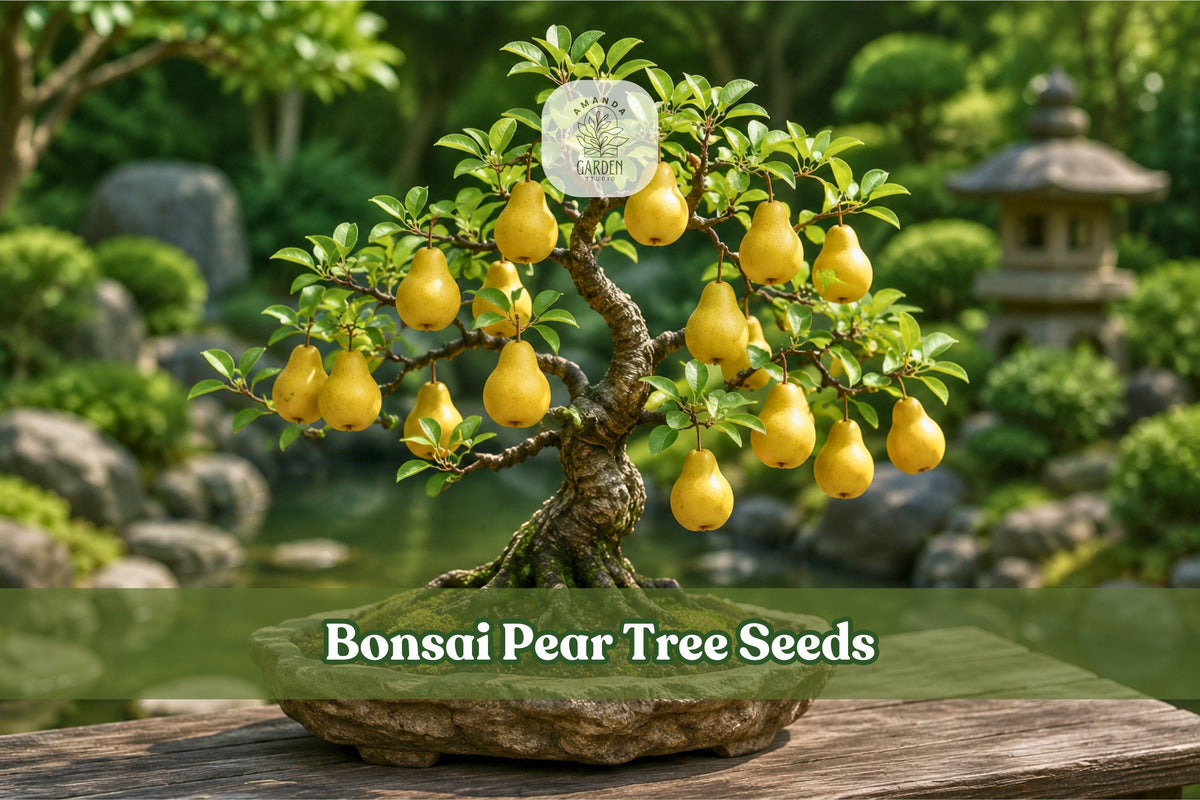 8 Bonsai Pear Tree Seeds Pyrus communis Fruit-Bearing Mini Tree for Indoor & Patio Gardens