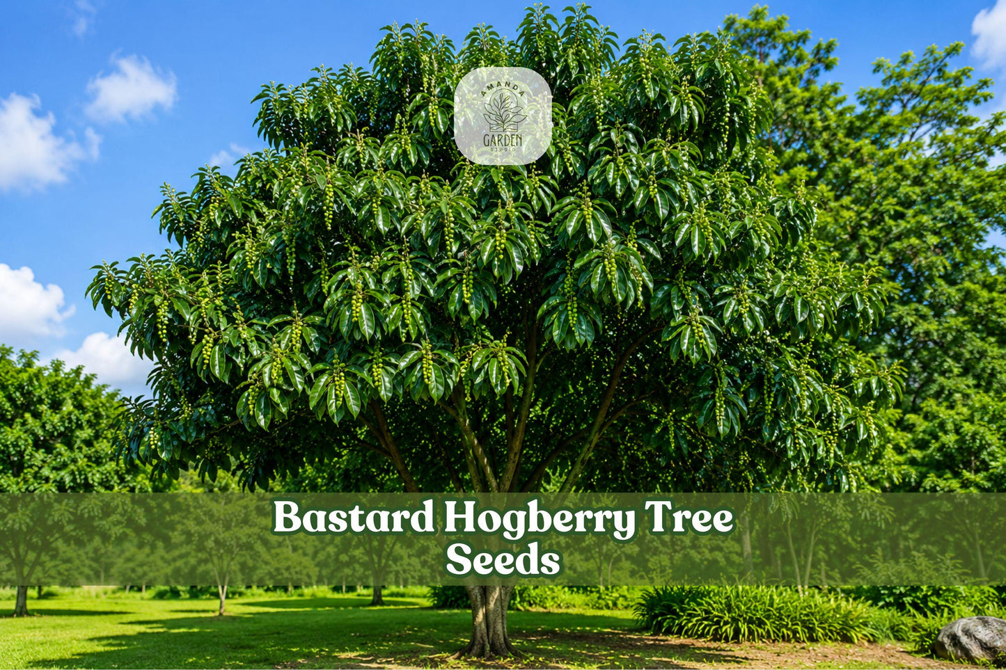 5 Bastard Hogberry Tree Seeds - Rare Tropical Ornamental Margaritaria nobilis for Collector Gardens