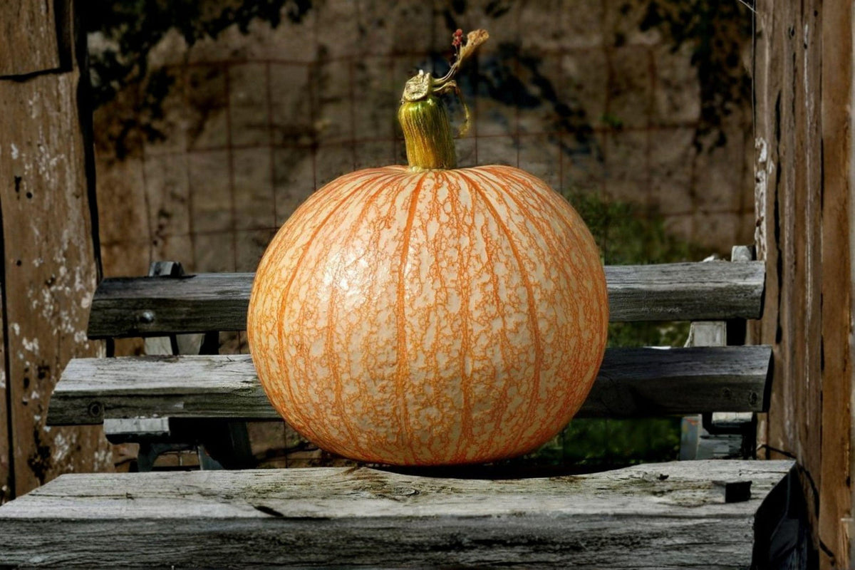 Pumpkin Seeds 10 One Too Many White with Red Veining Cucurbita pepo Fall Ornamental Garden Planting